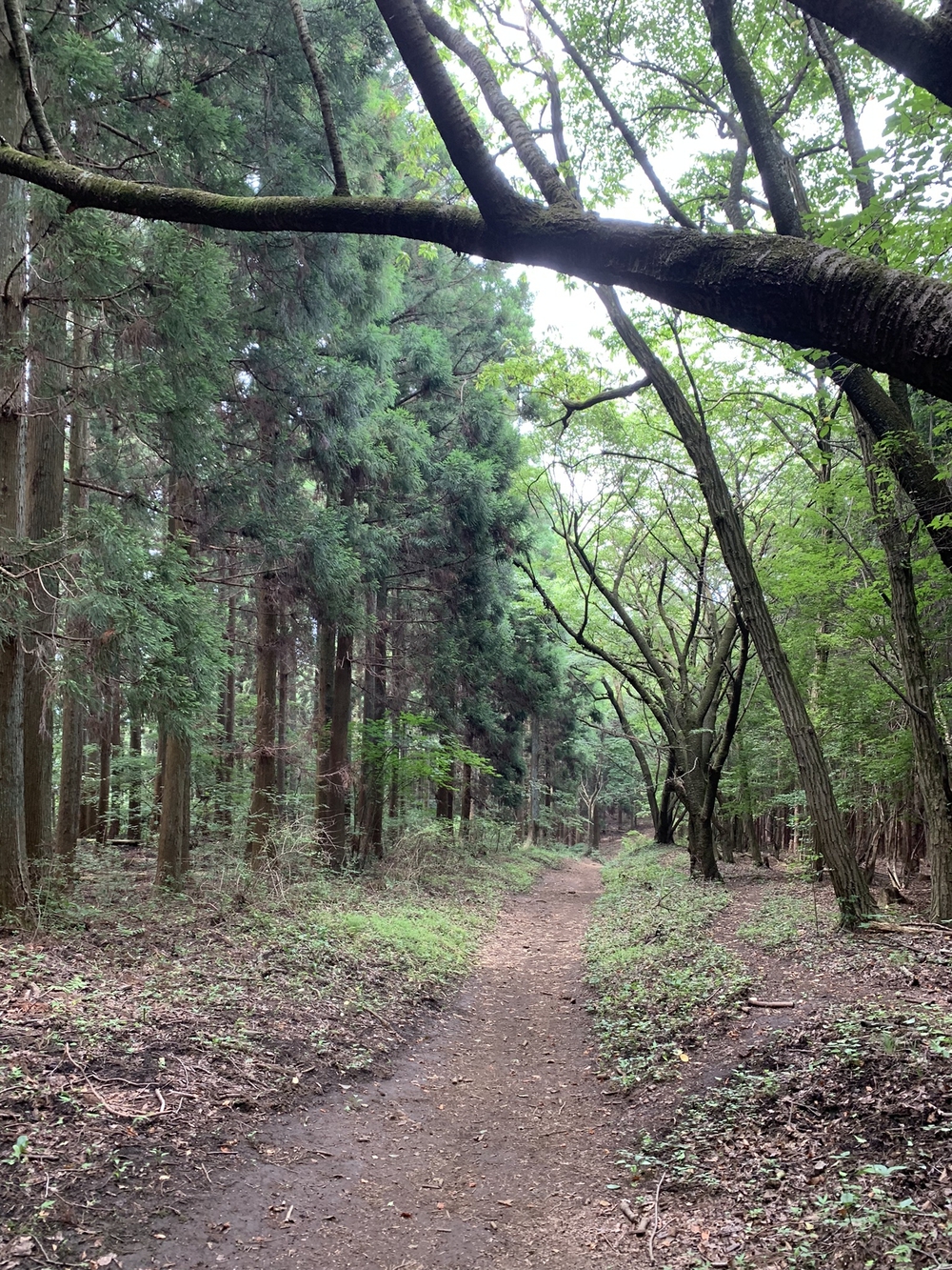 【トレイル】奥武蔵　丸山1wayの写真18