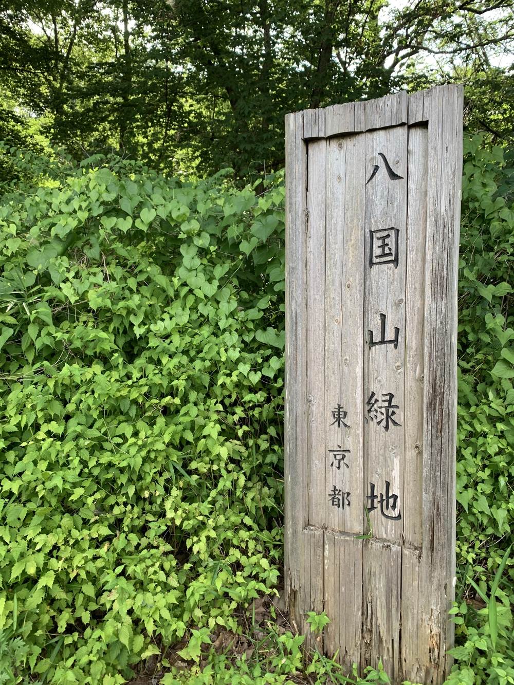 【トレイル】八国山緑地周回の写真3