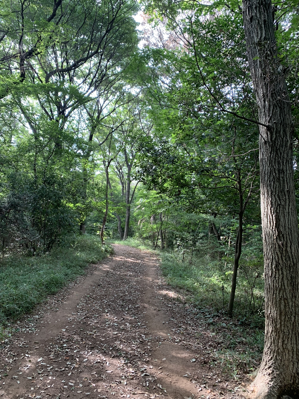 【トレイル】八国山緑地周回の写真4