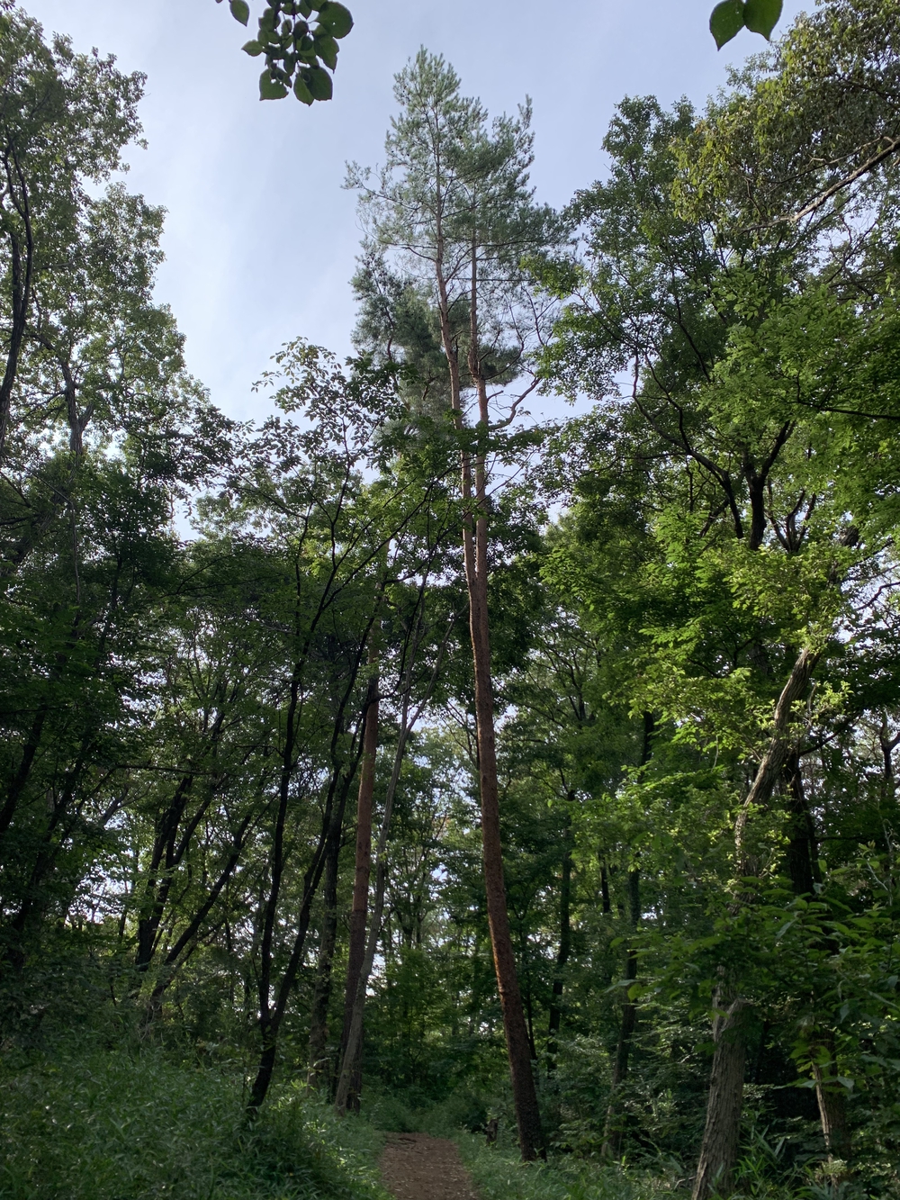 【トレイル】八国山緑地周回の写真6