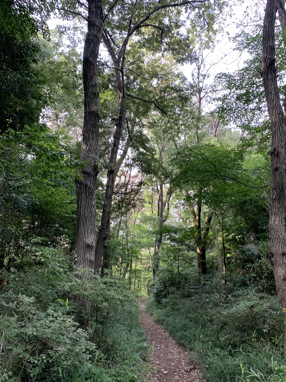 【トレイル】八国山緑地周回の写真8
