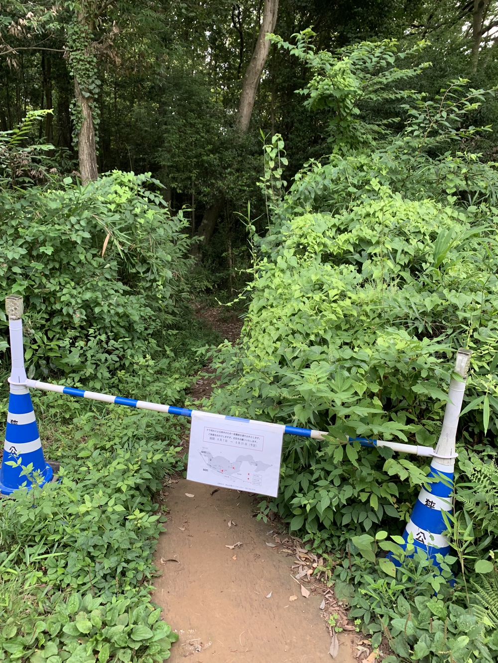 【トレイル】八国山緑地周回の写真9