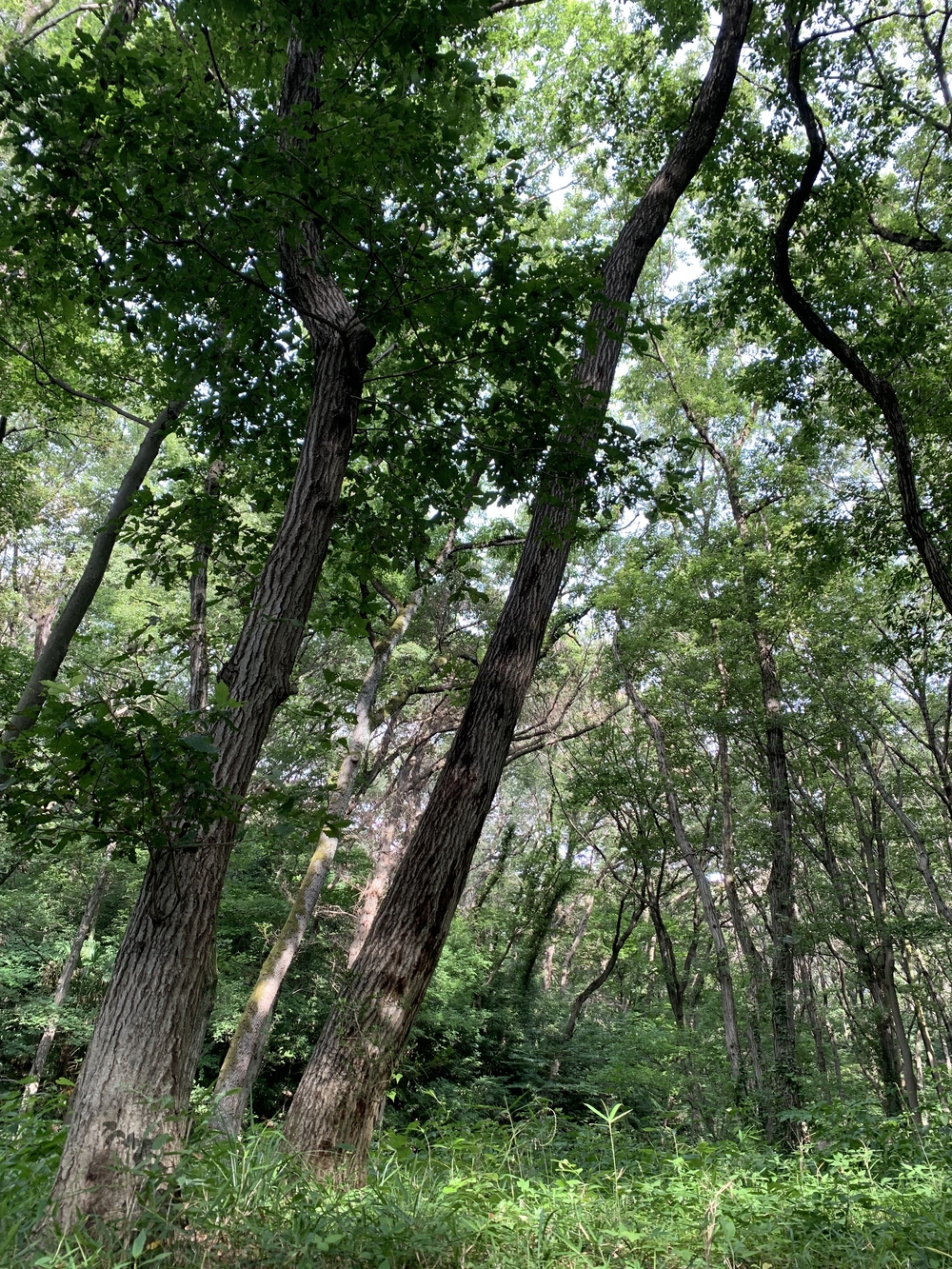 【トレイル】八国山緑地周回の写真11