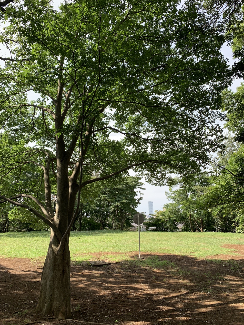 【トレイル】八国山緑地周回の写真12