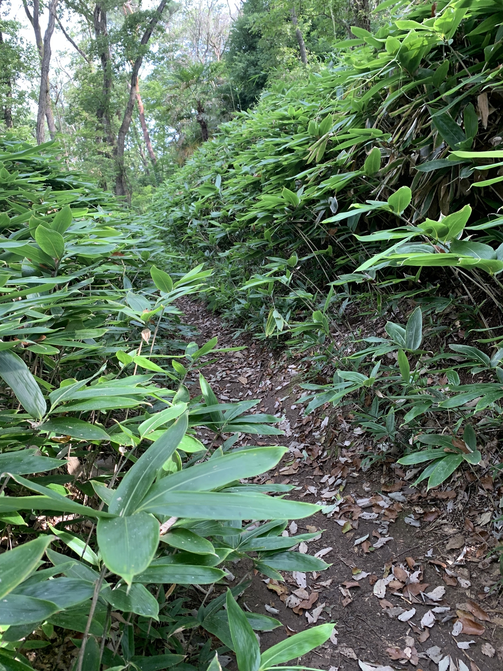 【トレイル】八国山緑地周回の写真15