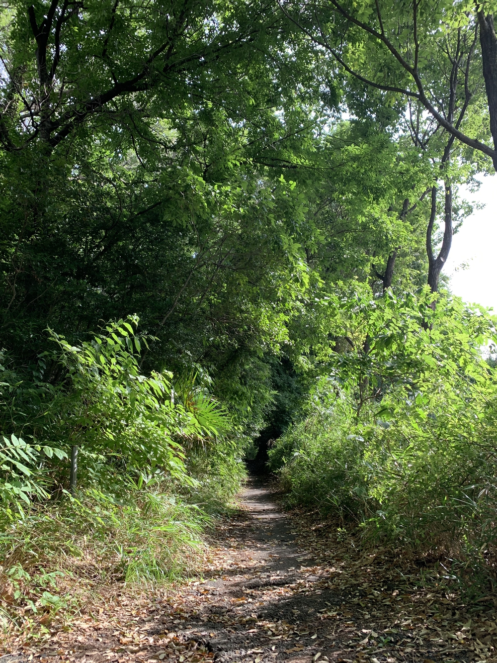 【トレイル】八国山緑地周回の写真16