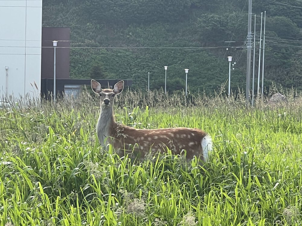 抜海駅発（ノシャップ岬経由）稚内駅ゴール21kmハーフの写真4
