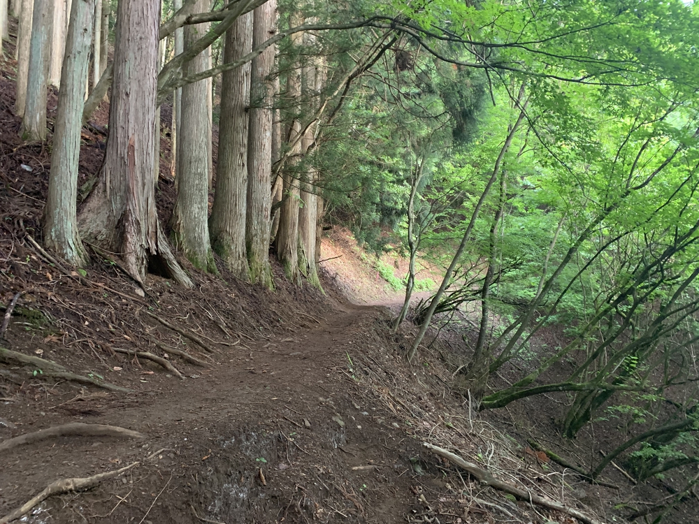 七ツ石山経由、雲取山ピストンの写真6
