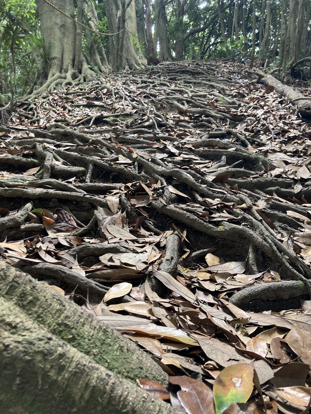 三浦アルプス低山×5⛰ゴールの景色はご褒美✨の写真4