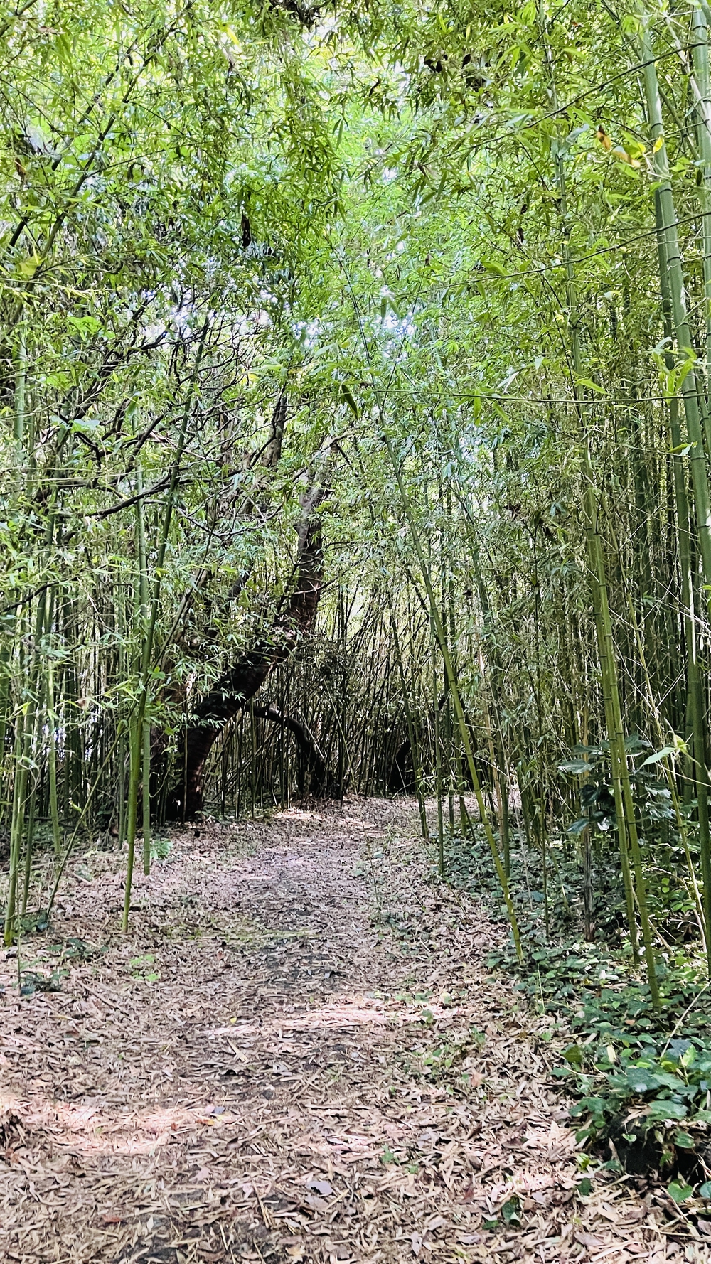 自然あふれるアートの島散策の写真5