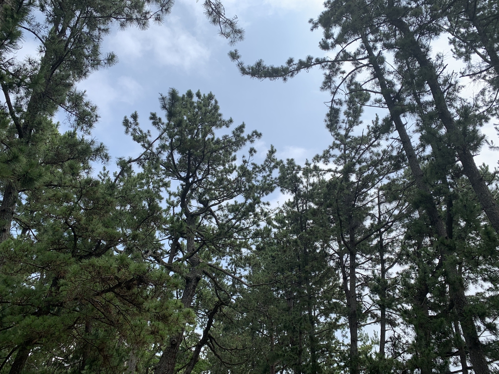 日本三景 天橋立を往復の写真7