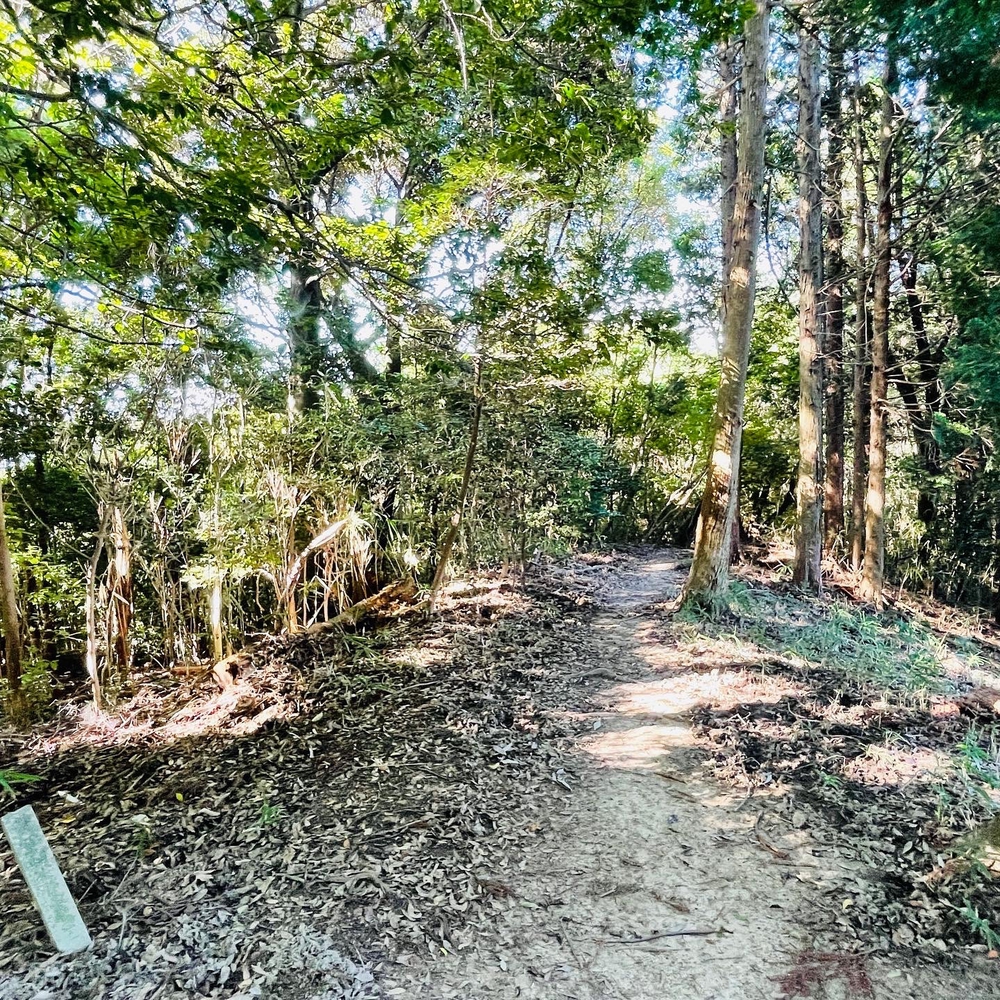 夏の早朝にあいち海上の森を走ってみようの写真3