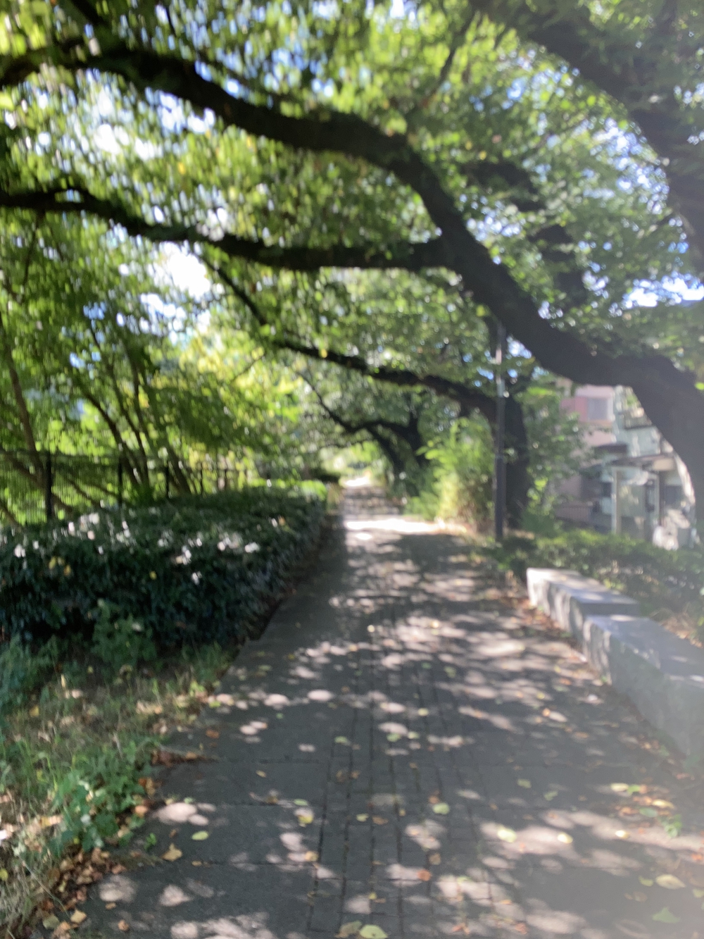 日陰が多め！夏でも涼しく走れる根川緑道&残堀川沿いコースの写真5