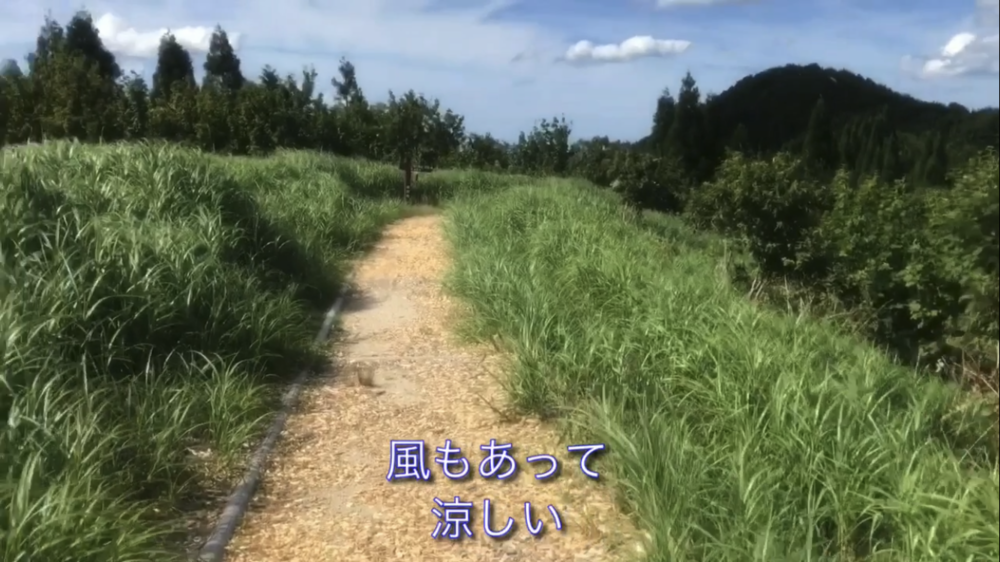 標高1000m、6kmの稜線Runの写真24