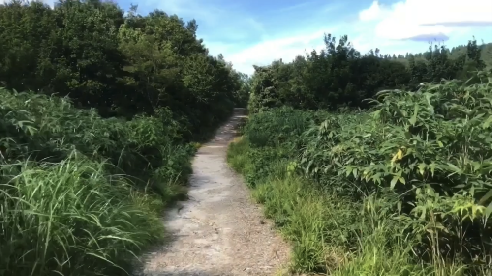 標高1000m、6kmの稜線Runの写真28