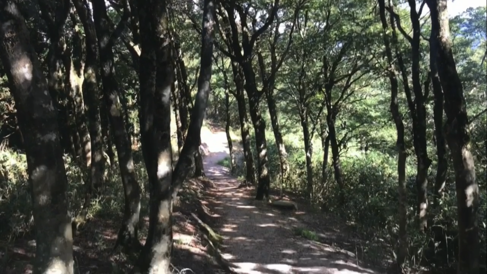 標高1000m、6kmの稜線Runの写真30