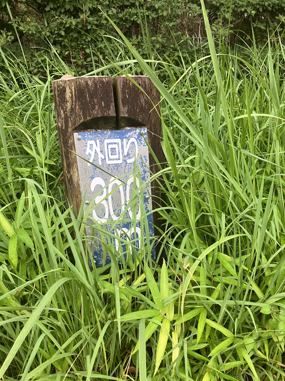 木陰多し・中原平和公園外回り 990mコースでペース走の写真3