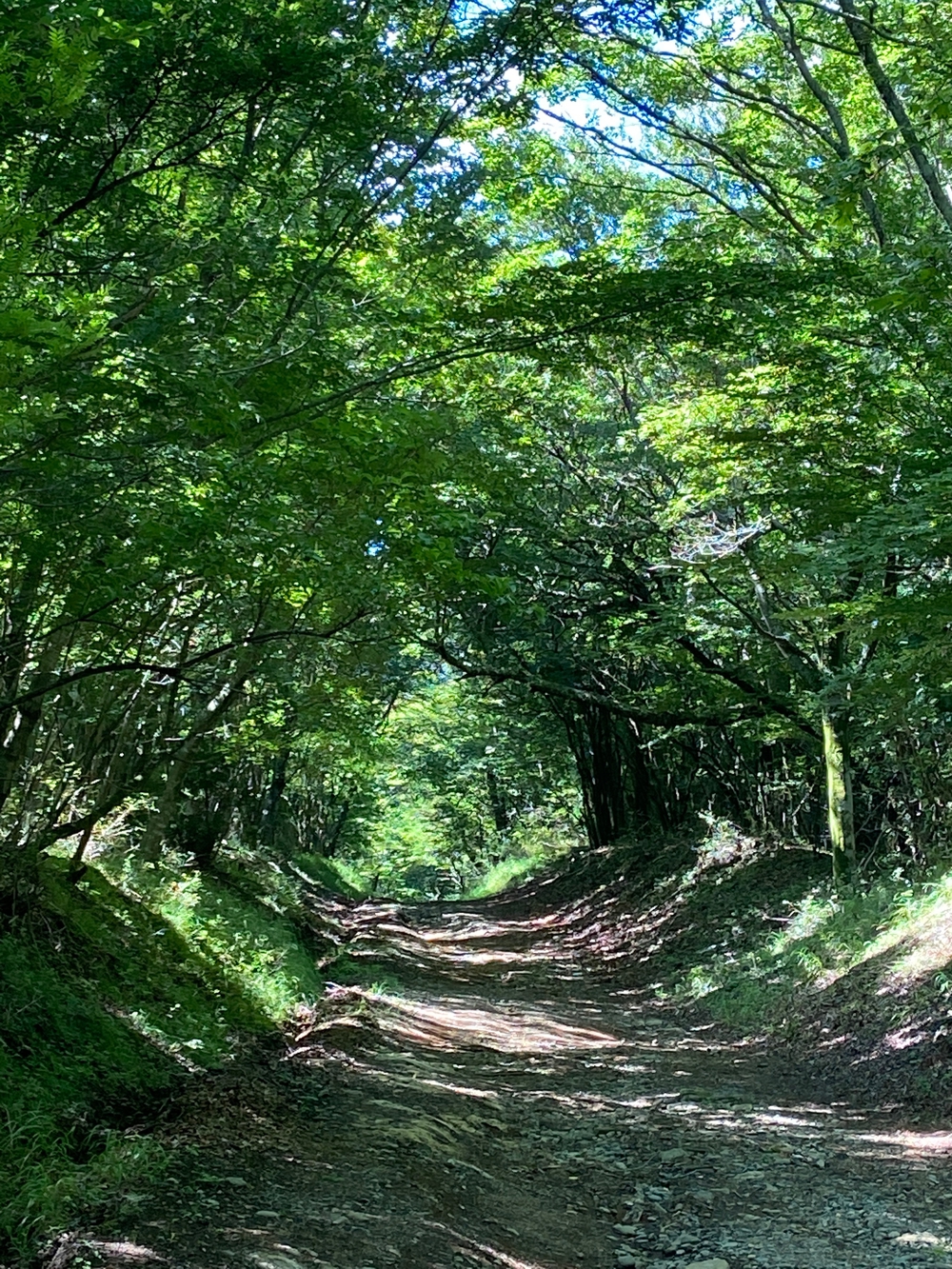 金時山❗️ 足柄峠からの登山ルートの写真5