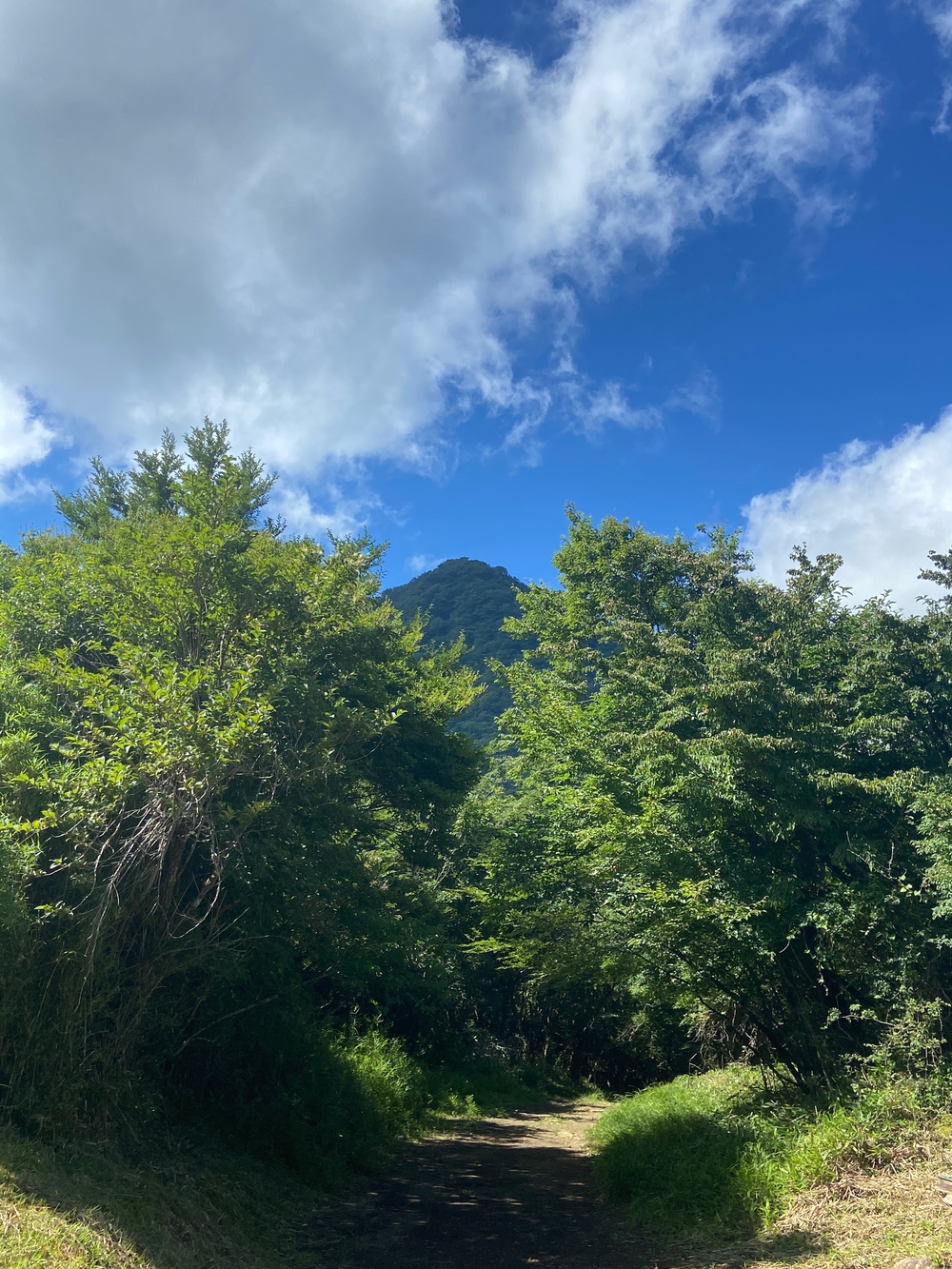 金時山❗️ 足柄峠からの登山ルートの写真6