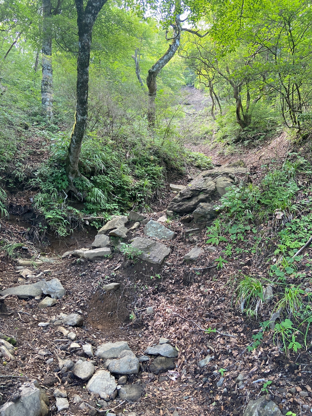 金時山❗️ 足柄峠からの登山ルートの写真11