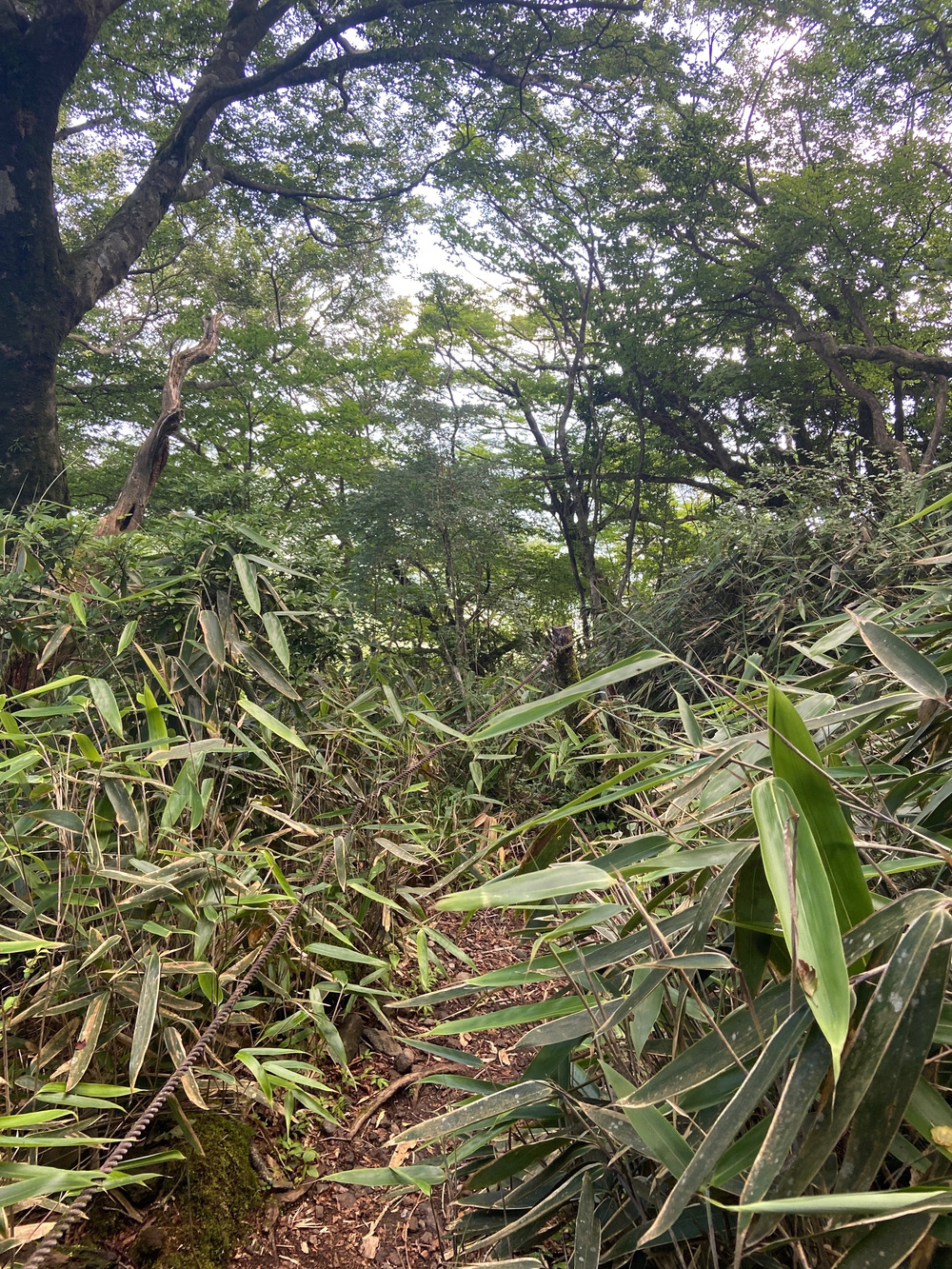 金時山❗️ 足柄峠からの登山ルートの写真13