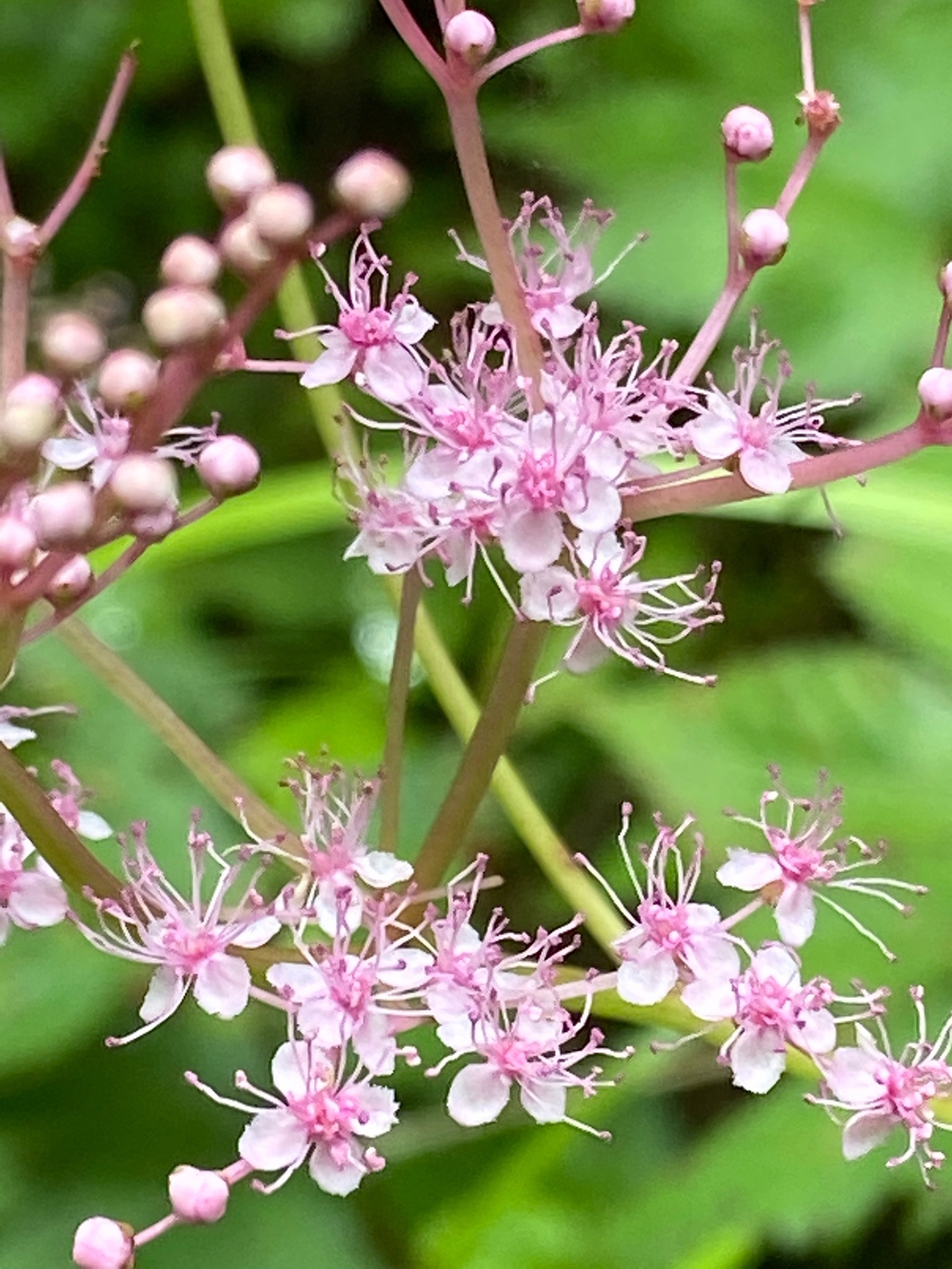 金時山❗️ 足柄峠からの登山ルートの写真21