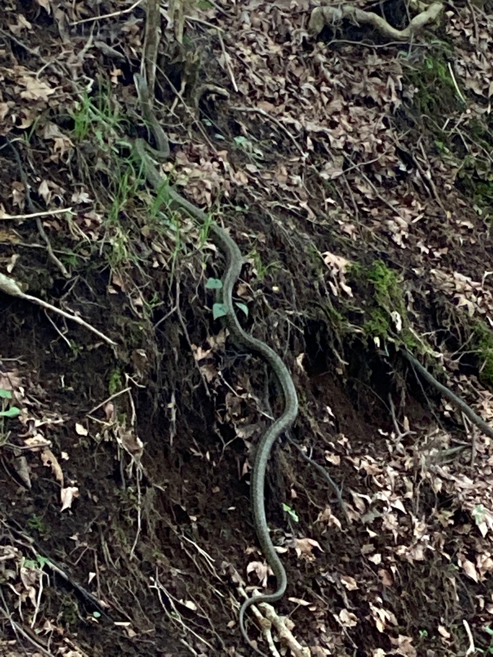 金時山❗️ 足柄峠からの登山ルートの写真24