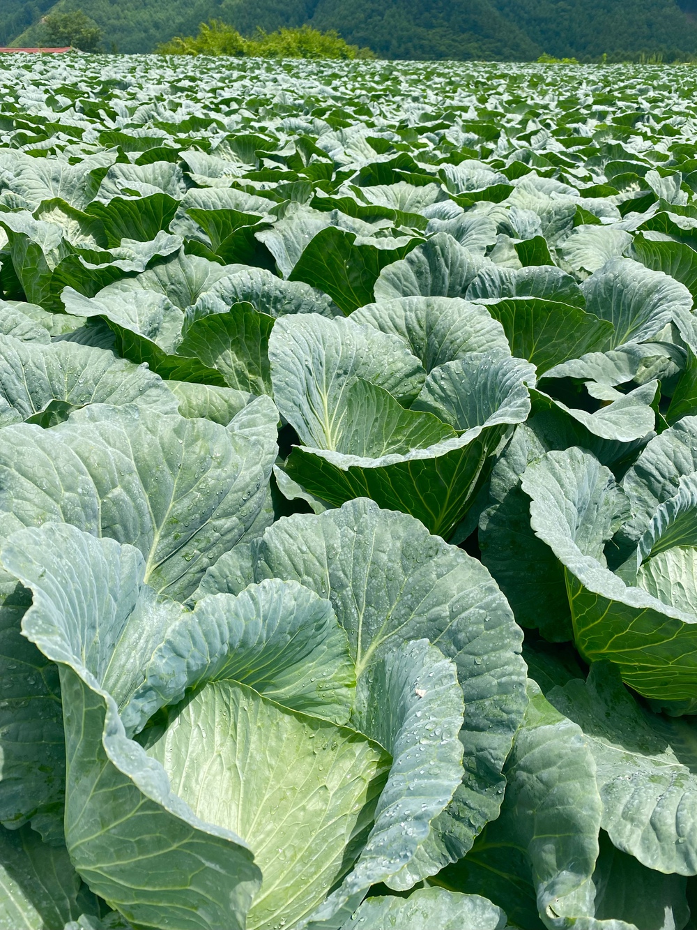 高原野菜の畑の中を走る気持ち良いコースです。の写真4