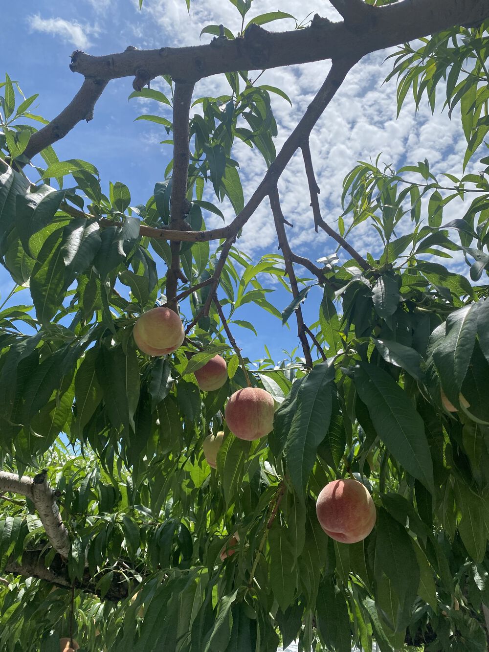 姨捨の棚田の絶景とご褒美蕎麦ラン♪の写真6
