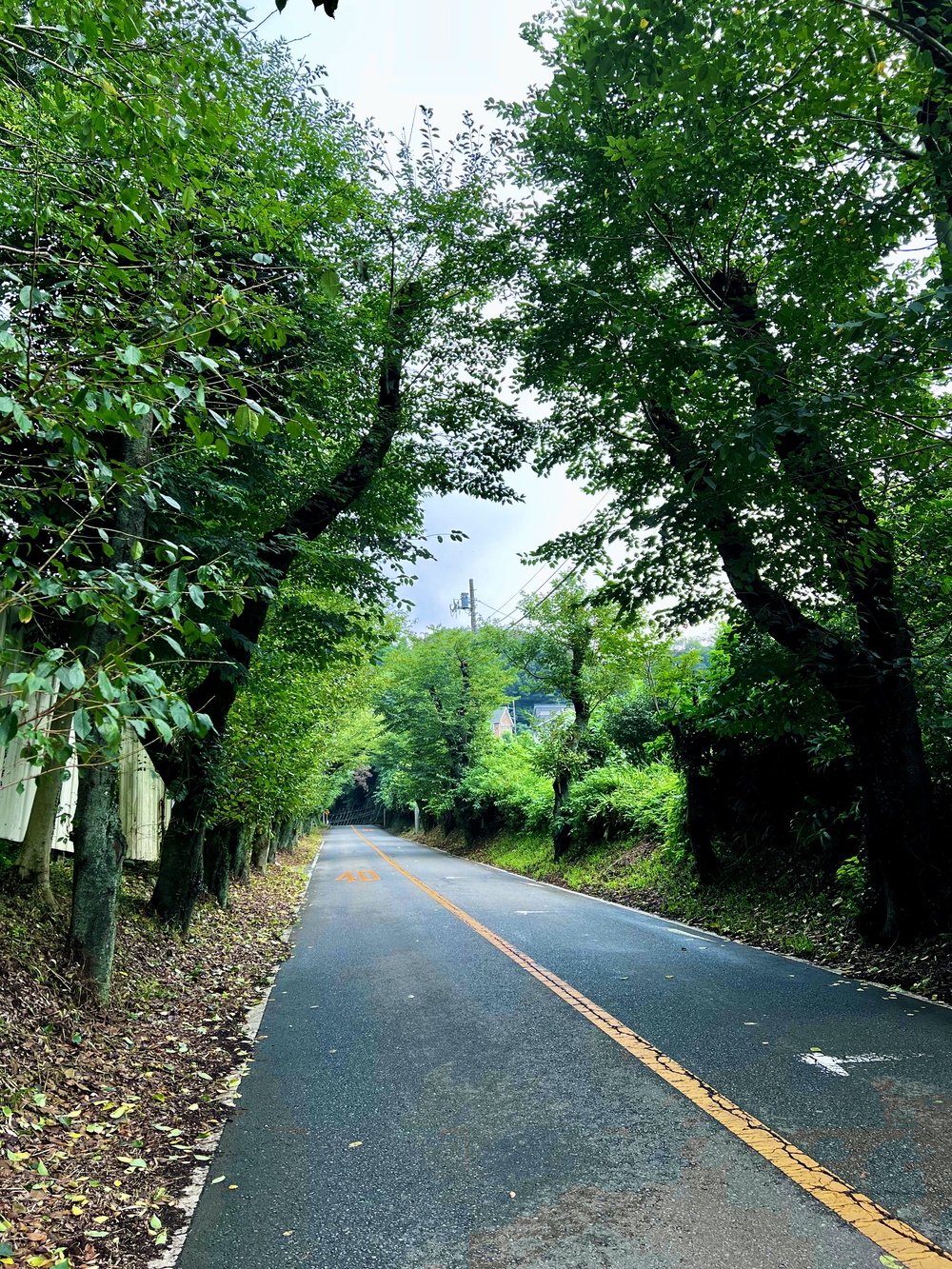 津久井湖ロングコースの写真3