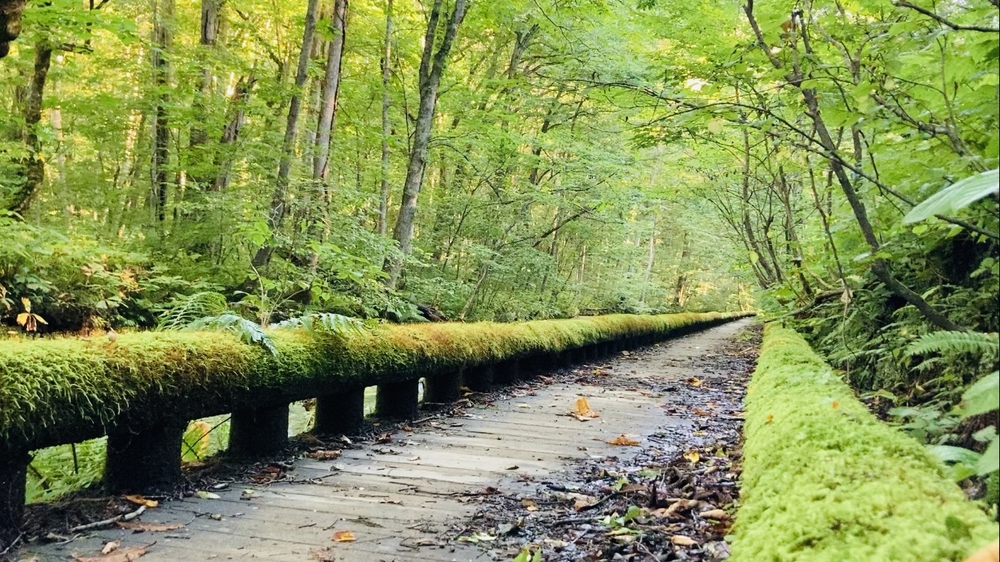 奥入瀬渓流を辿り十和田湖までの写真5