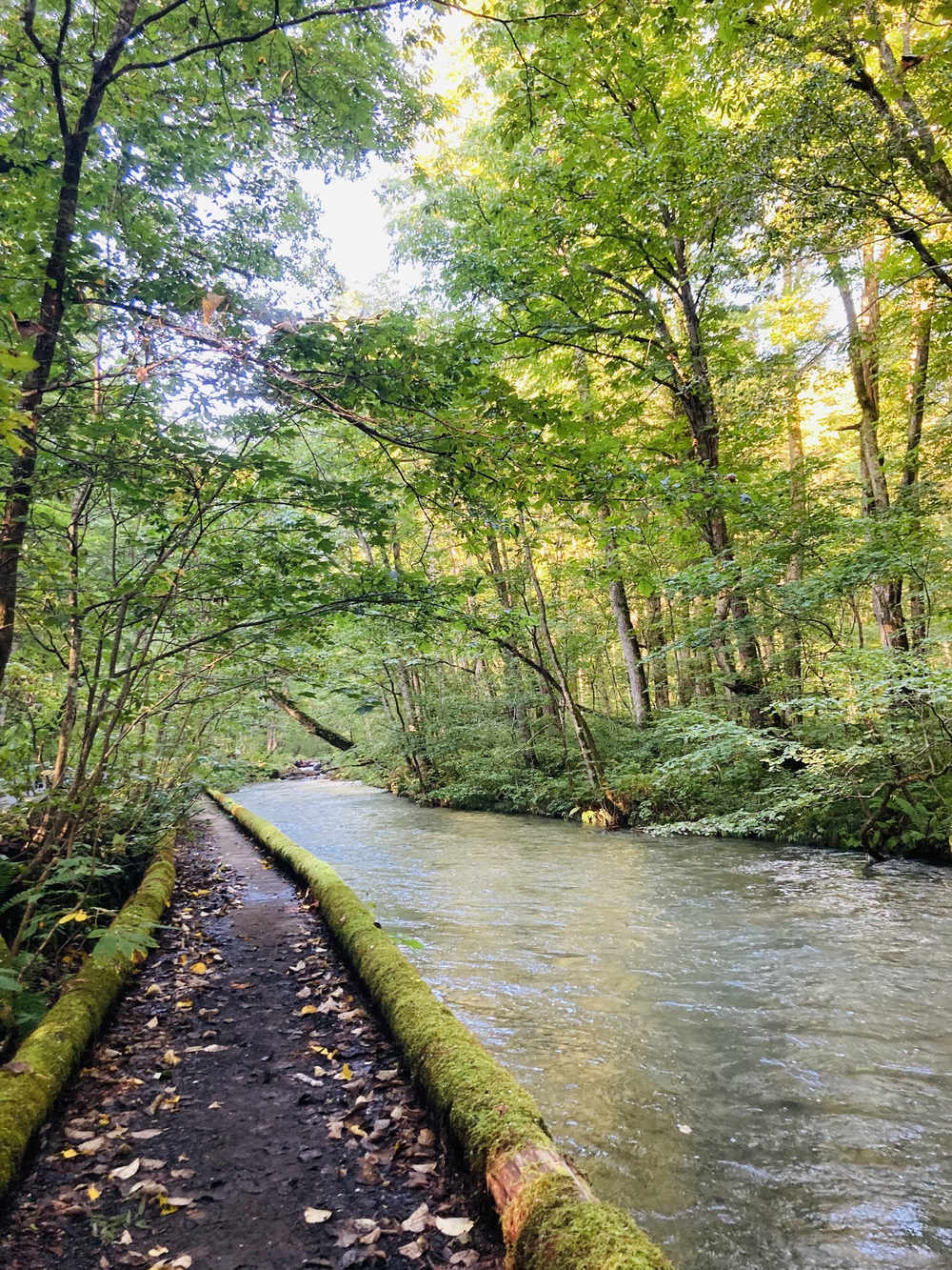 奥入瀬渓流を辿り十和田湖までの写真6