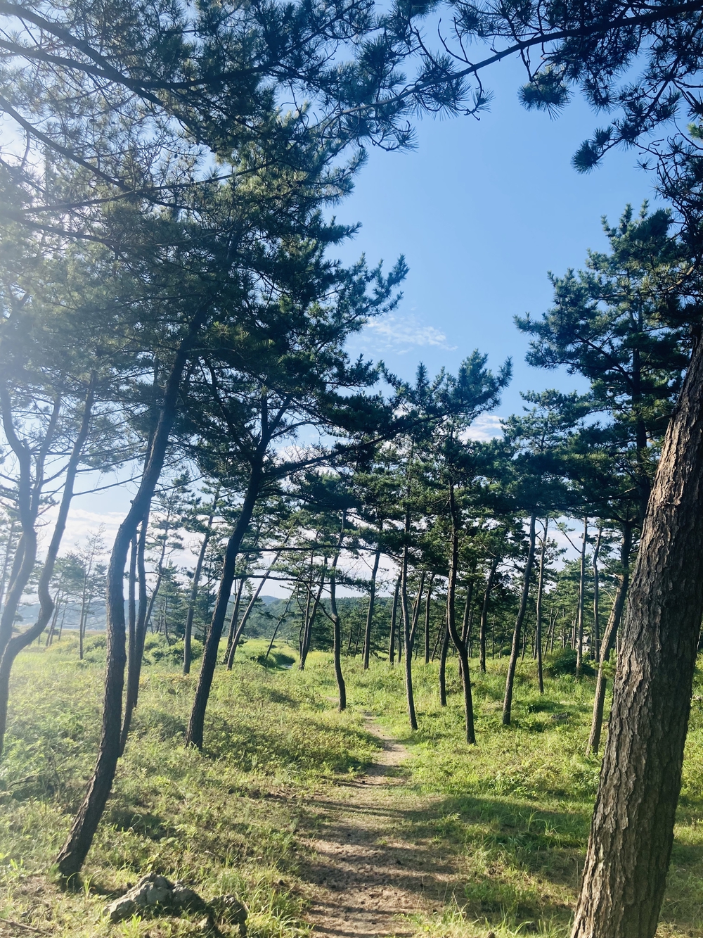 みちのく潮風トレイル　蕪島〜種差海岸の写真6