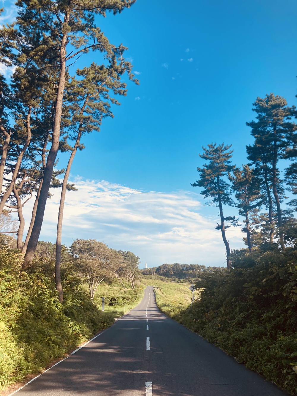 みちのく潮風トレイル　蕪島〜種差海岸の写真8