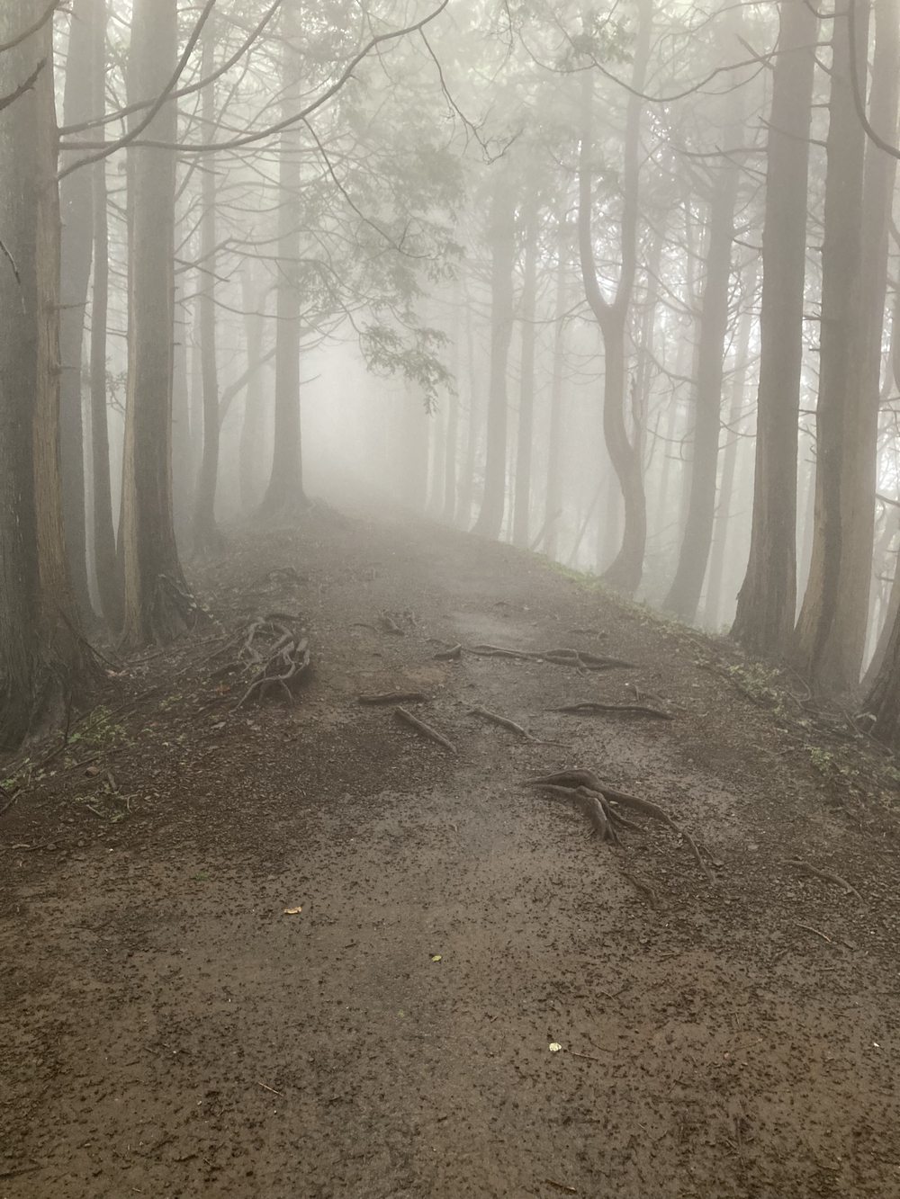 安心だけど脚にきつい塔ノ岳登山の写真3