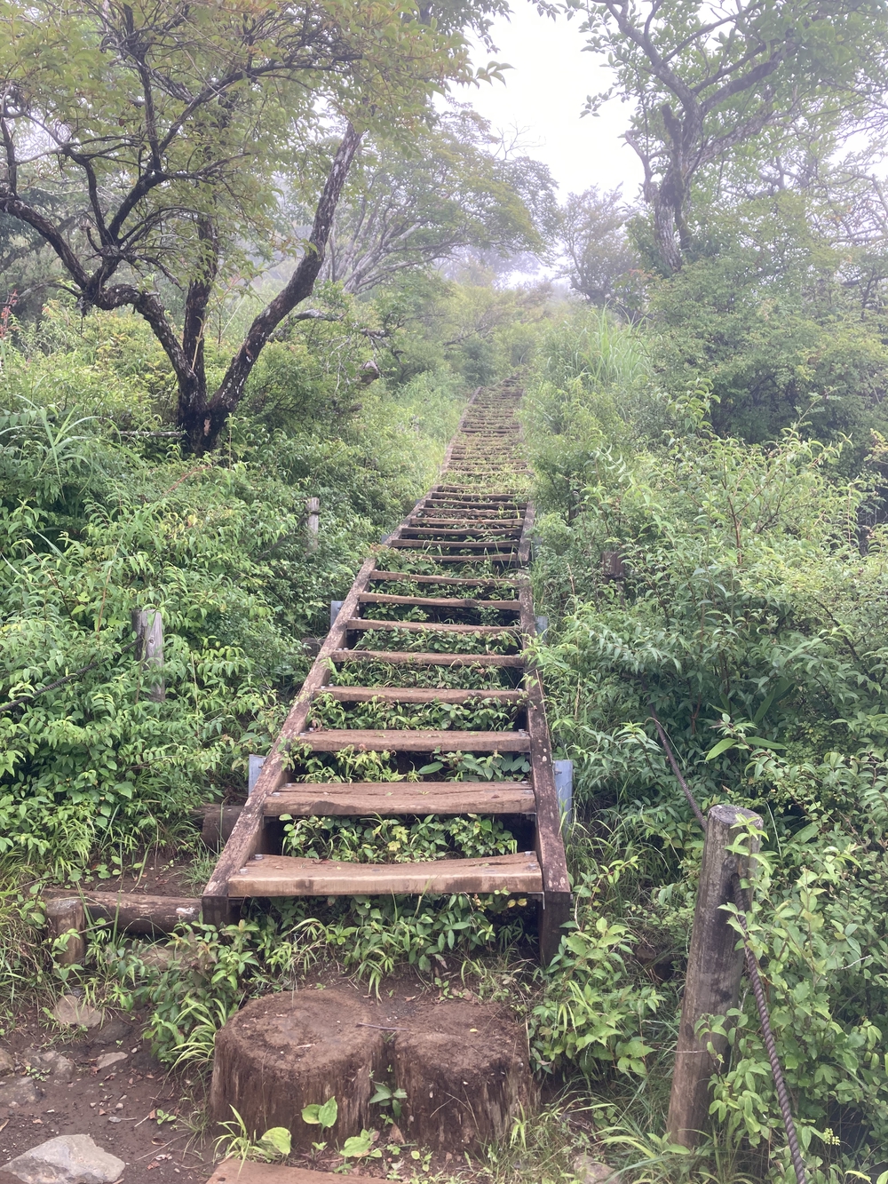 安心だけど脚にきつい塔ノ岳登山の写真6