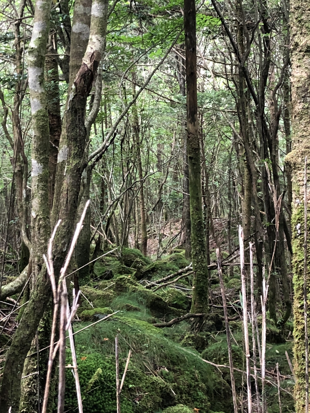 高地トレーニングに。専用クロカンコースの写真6
