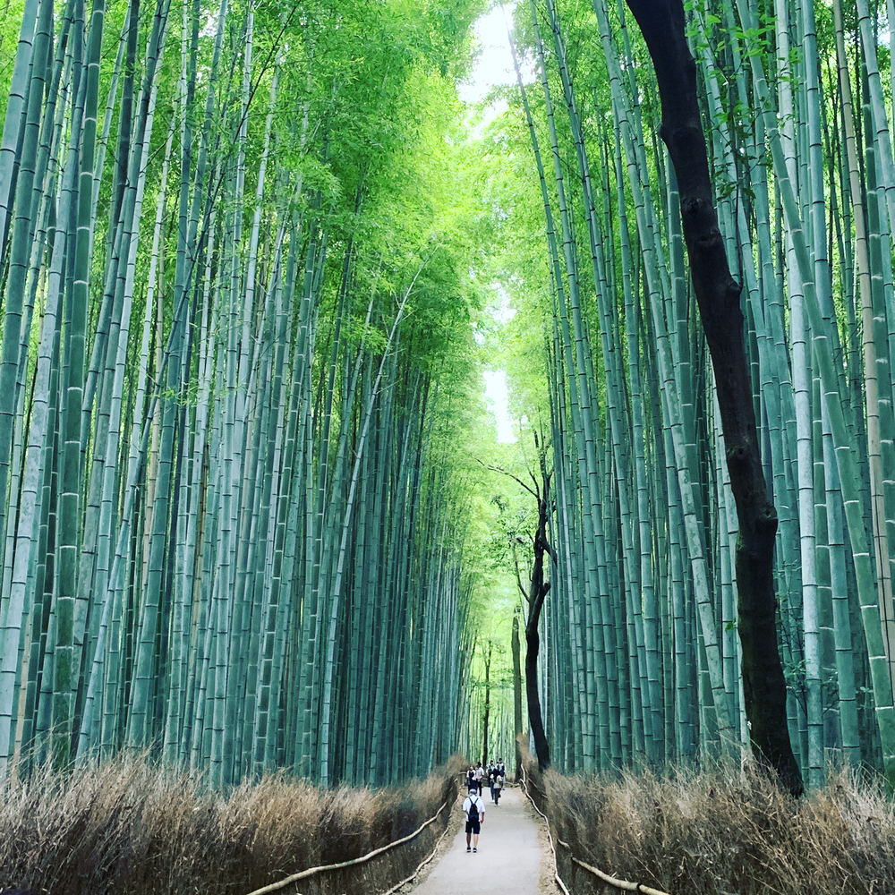 京都洛西ラントリップ！の写真13