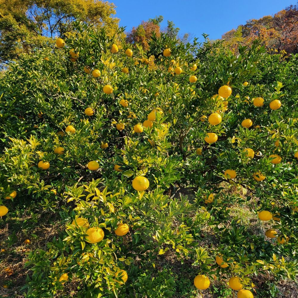 しまなみ海道ランニング　本州側の写真5