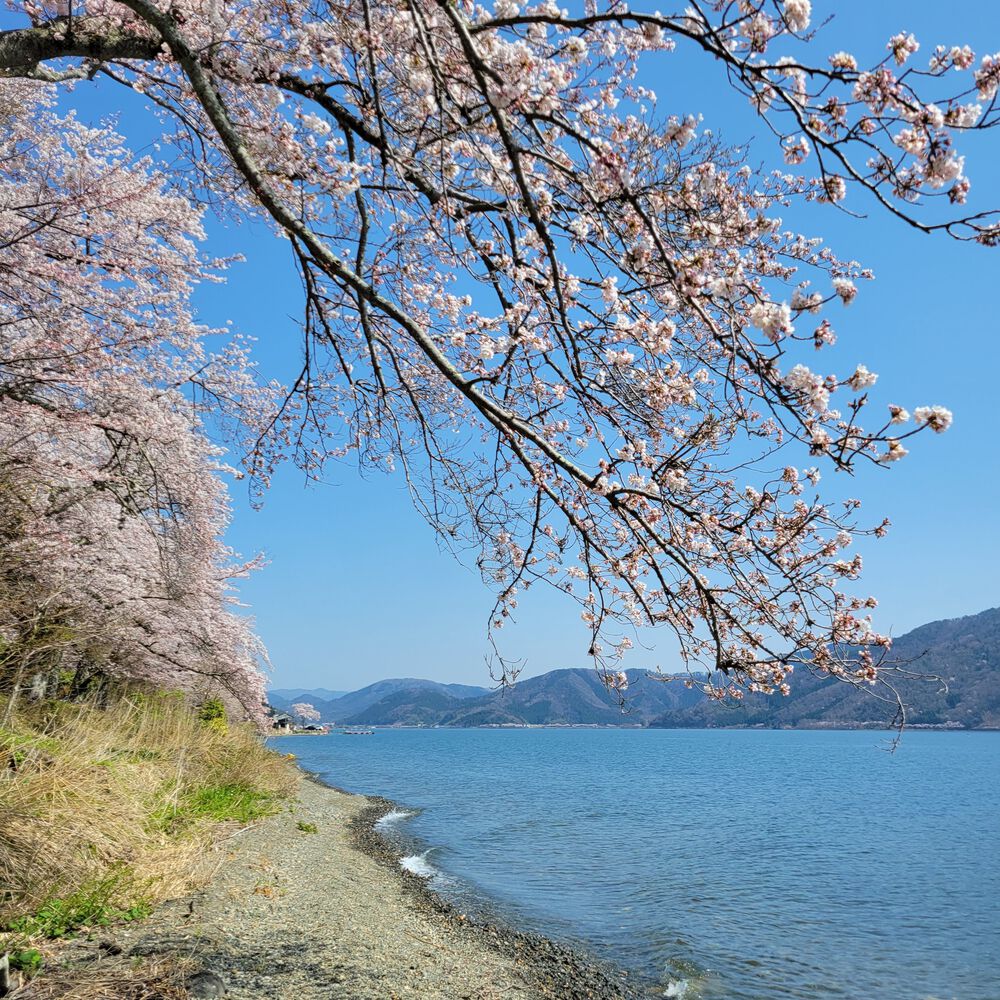 奥琵琶湖お花見ロングランの写真3