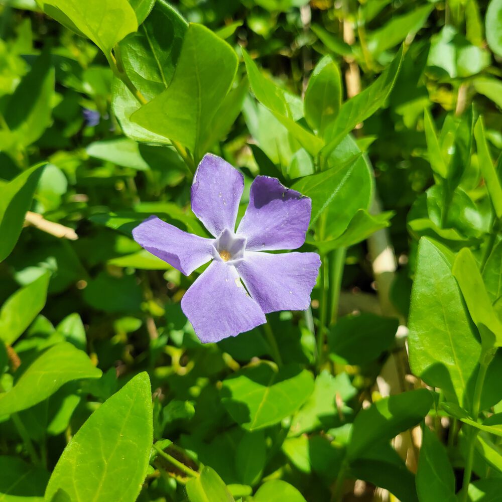 伊吹山バーチカルランニングコースの写真9