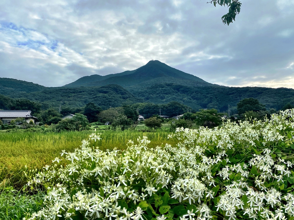 季節限定　つくし湖経由一万本の向日葵畑の写真4