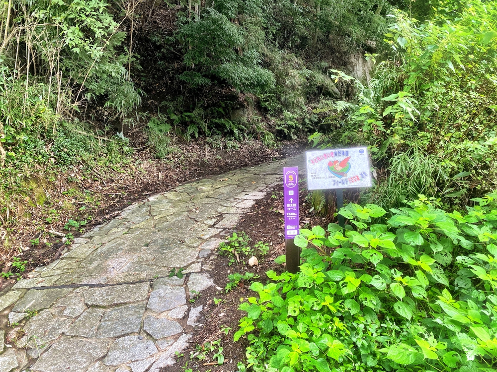 季節限定　つくし湖経由一万本の向日葵畑の写真5