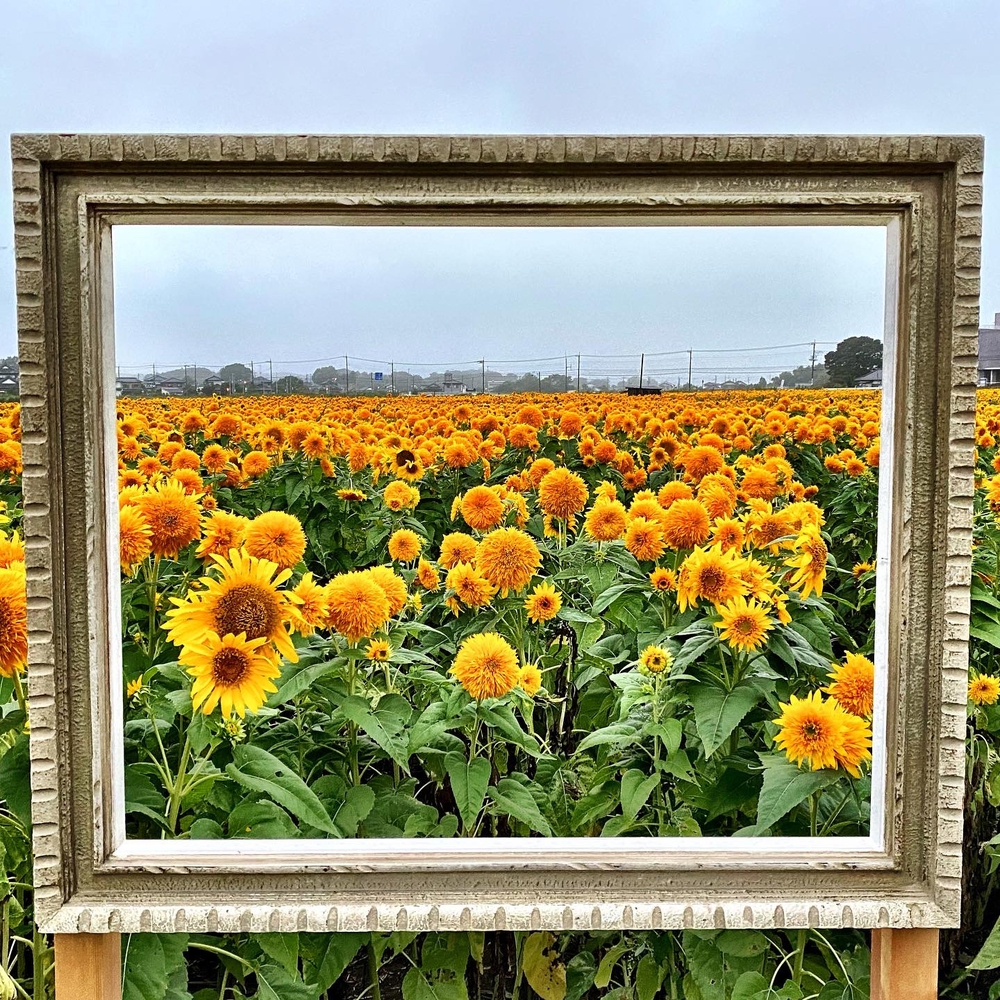 季節限定　つくし湖経由一万本の向日葵畑の写真6