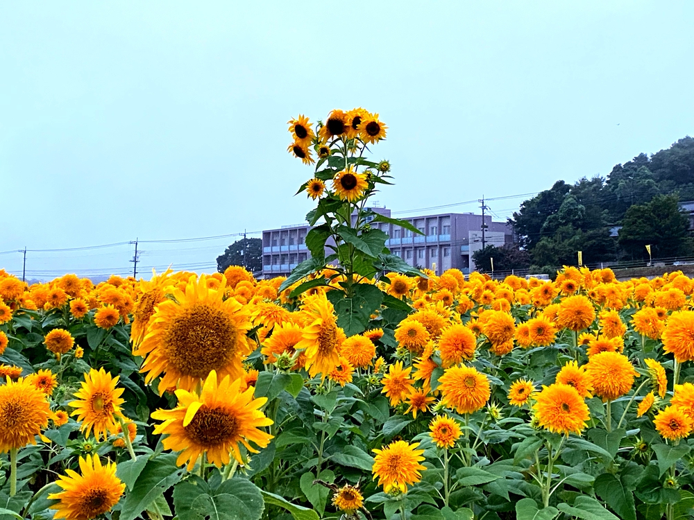 季節限定　つくし湖経由一万本の向日葵畑の写真7