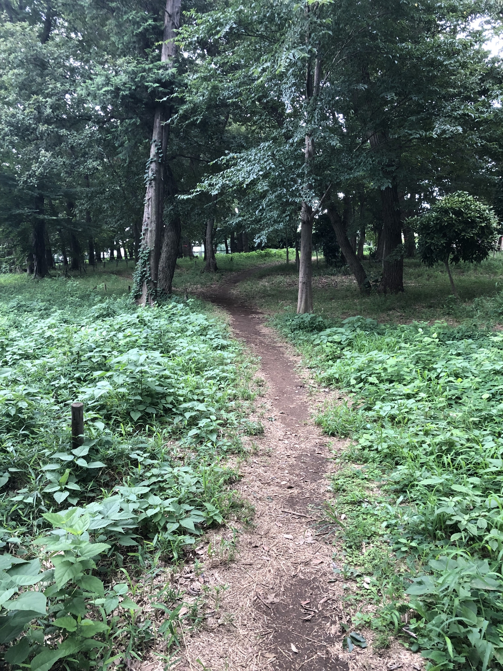 【饂飩付き】新座市坂道階段トレーニング周回コースの写真6