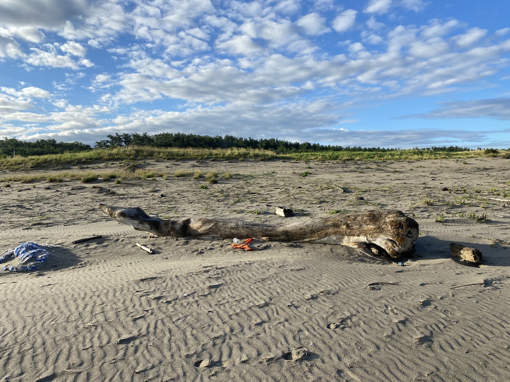 新潟の五十嵐浜をモーニングランの写真5