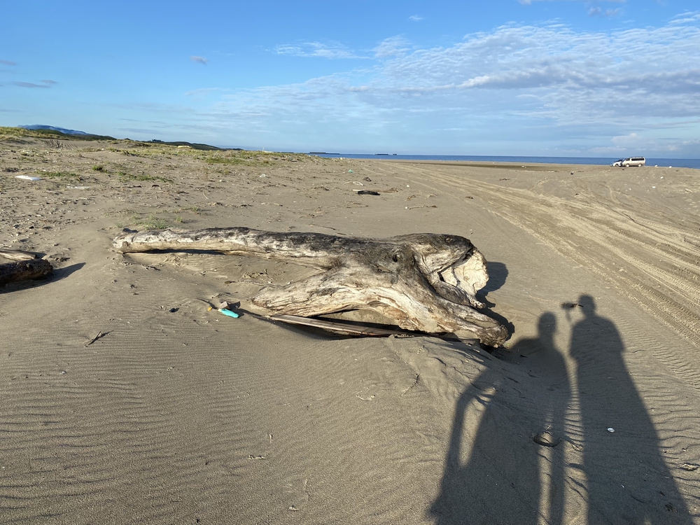 新潟の五十嵐浜をモーニングランの写真8
