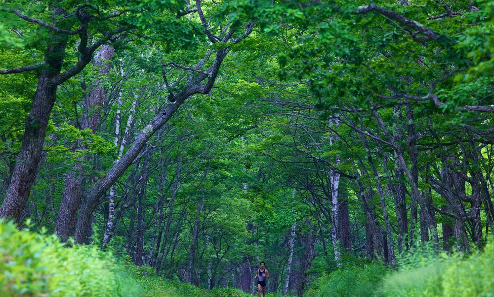 奥日光緑道＆戦場ヶ原ハイキングコースの写真5