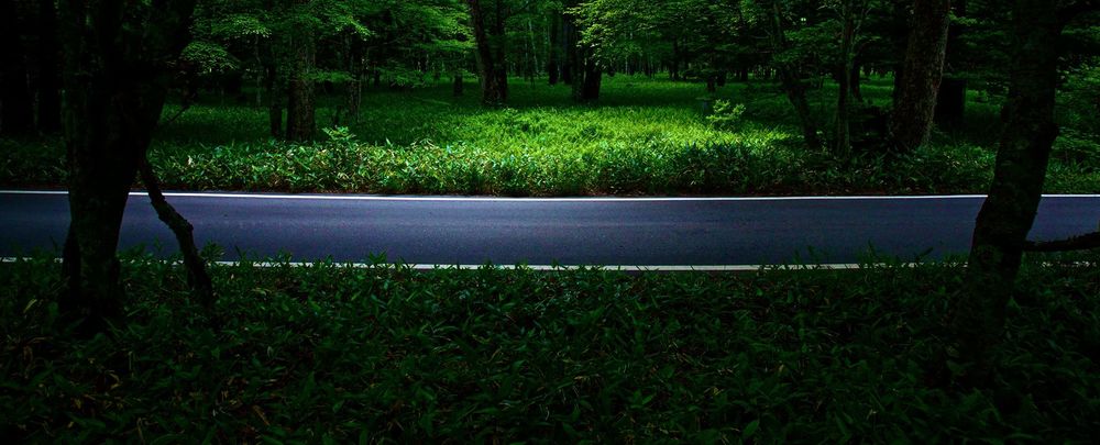 奥日光緑道＆戦場ヶ原ハイキングコースの写真9